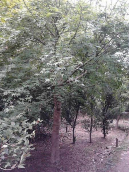 供應(yīng)杭州蕭山雞爪槭樹苗報價，雞爪槭苗木供應(yīng)商