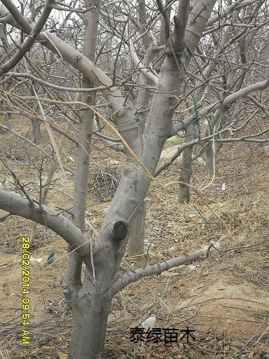 蘋果苗 矮化蘋果苗批發(fā)價(jià)格