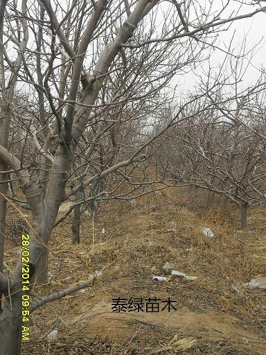 占地赔偿用苗木8-12公分核桃树 苹果树 桃树