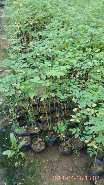 供應(yīng)辣木，廣州辣木種植基地，廣州辣木批發(fā)，廣州辣木供貨商