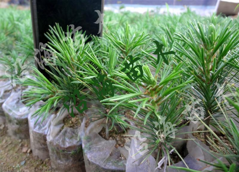 山東五蓮白皮華山松藍(lán)衫映山紅 北方白皮松小苗 白皮松大量批發(fā)