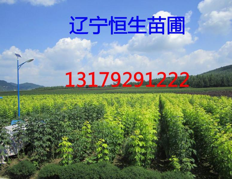 海棠苗木圖片/海棠苗木樣板圖 (2)