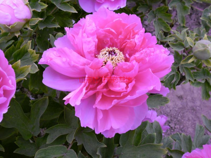 供應(yīng)菏澤狀元紅牡丹苗價(jià)錢，菏澤狀元紅牡丹苗批發(fā)，菏澤狀元紅牡丹苗直銷
