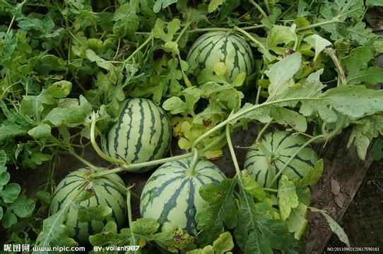 西瓜價(jià)格 山東京欣西瓜 批發(fā)山東 西瓜批發(fā)基地