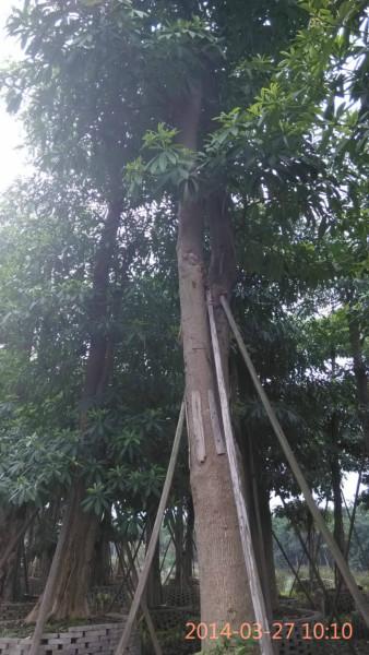 供應(yīng)柳州小葉榕價格