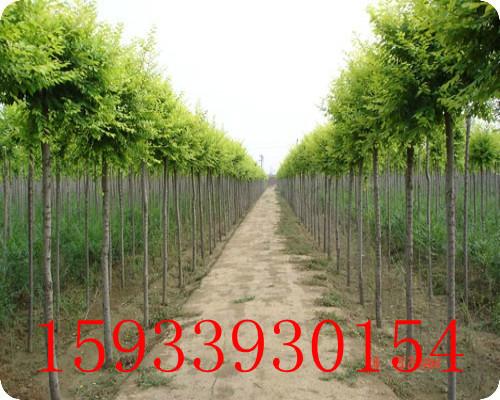 供應(yīng)香花槐龍爪槐