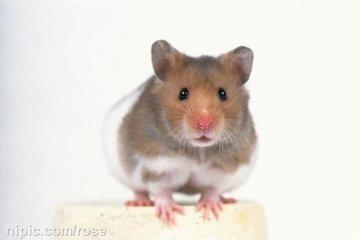 無(wú)錫酒店滅鼠防治服務(wù)-報(bào)價(jià)-公司-技術(shù)