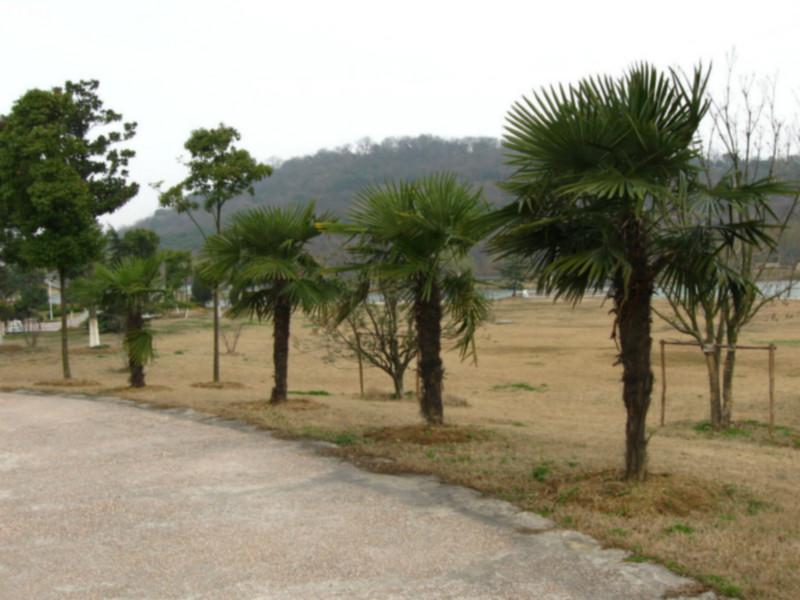 柿子樹基地的價(jià)格圖片