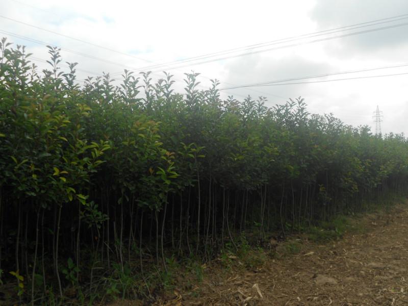 供應山東大葉女貞種植基地，大葉女貞種植技術，哪里大葉女貞*