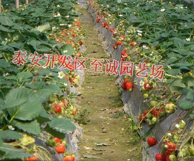 供應(yīng)草莓苗 優(yōu)質(zhì)草莓苗批發(fā) 大型草莓供應(yīng)基地
