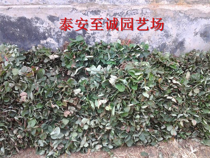供應(yīng)草莓苗 優(yōu)質(zhì)草莓苗批發(fā) 大型草莓供應(yīng)基地