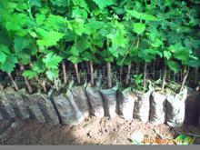 供應(yīng)早熟新品種大棚營養(yǎng)葡萄苗