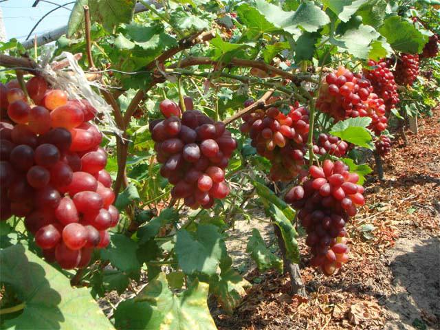 供應(yīng)*葡萄苗