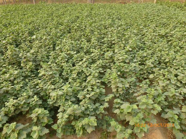 供應(yīng)貴妃玫瑰葡萄苗