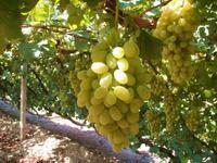 供應(yīng)壽光巨峰葡萄苗