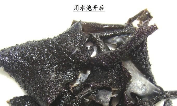 供應(yīng)石耳*免洗石耳*食用菌廠家