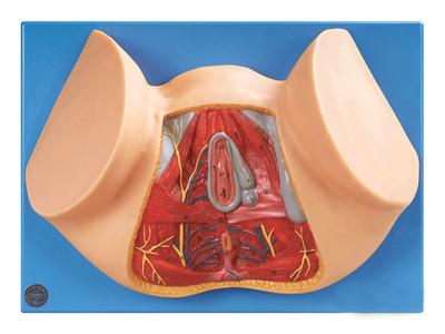 女性会阴模型，女性会阴解剖模型