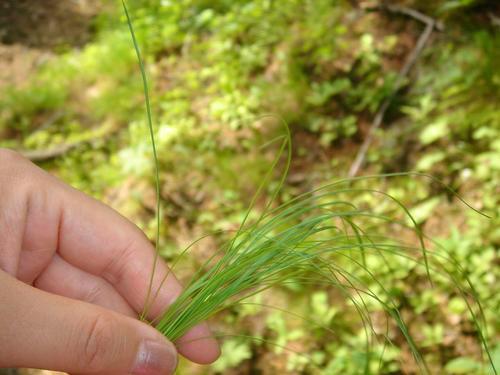 供應烏拉草干草的神奇用途