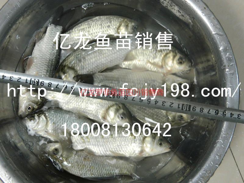 四川鯽魚羅非魚價(jià)格四川魚苗圖片