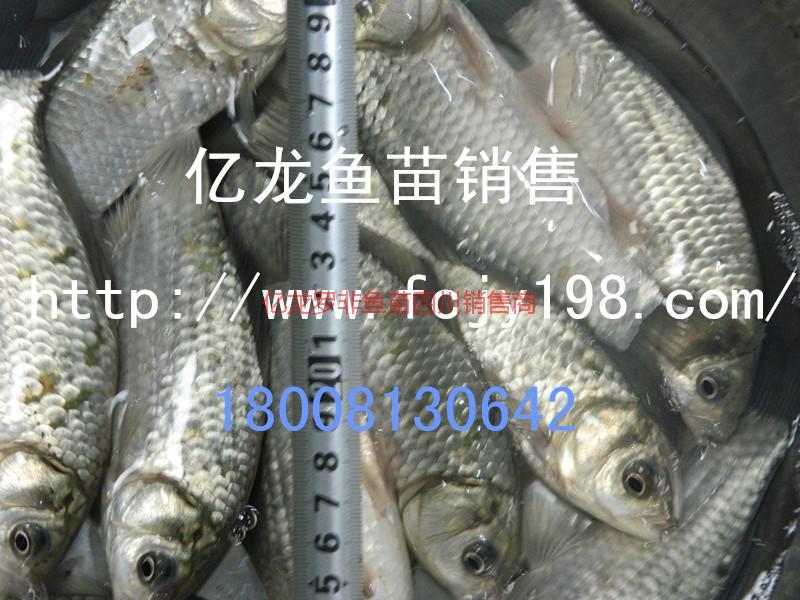 供應(yīng)豐產(chǎn)鯽魚苗水花II達(dá)州代理銷售、
