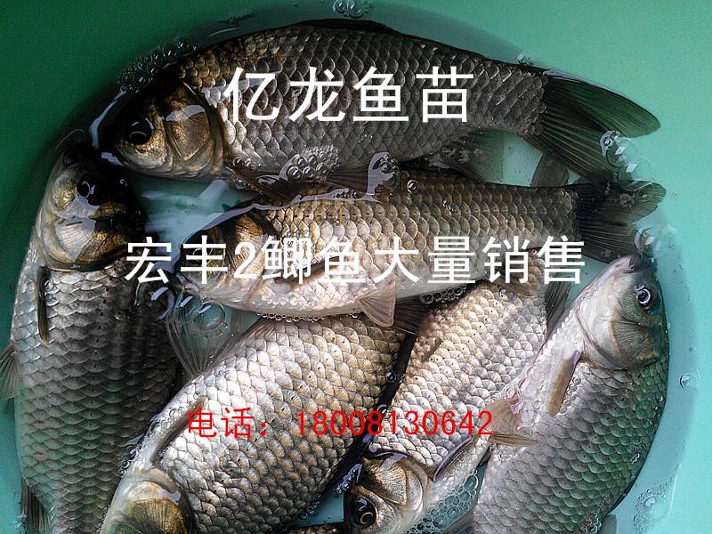 鯽魚魚苗圖片/鯽魚魚苗樣板圖 (3)