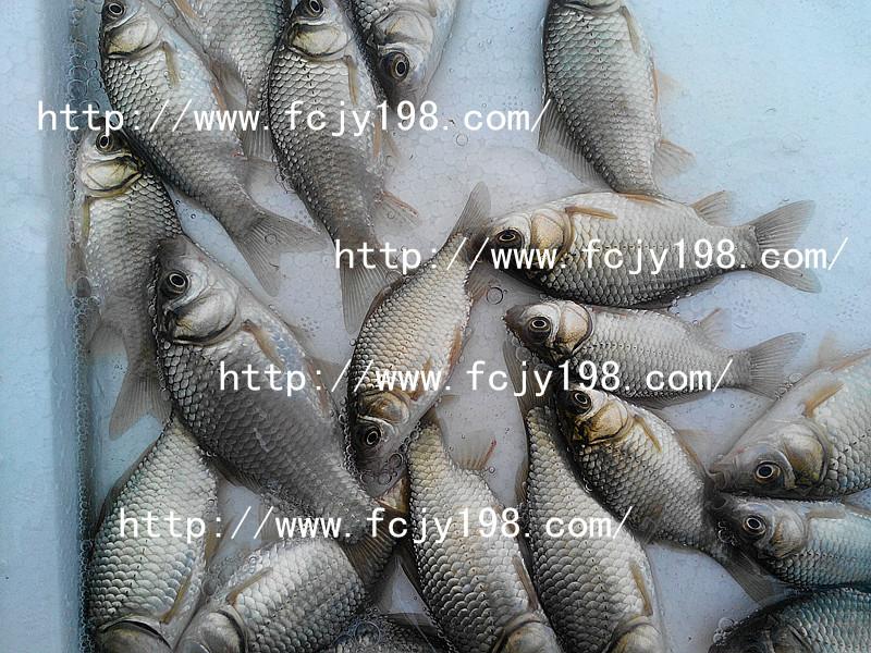 供應(yīng)良種鯽魚苗豐產(chǎn)鯽魚新科巨鯽魚億龍@ 2018鯽魚苗豐產(chǎn)鯽魚新科巨鯽魚 2018豐產(chǎn)鯽魚苗新科巨鯽魚苗價(jià)