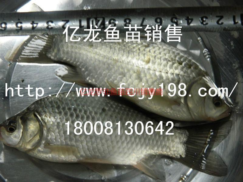 供應(yīng)鯽魚苗鯽魚水花宏豐2鯽魚苗鯽魚水花宏豐2