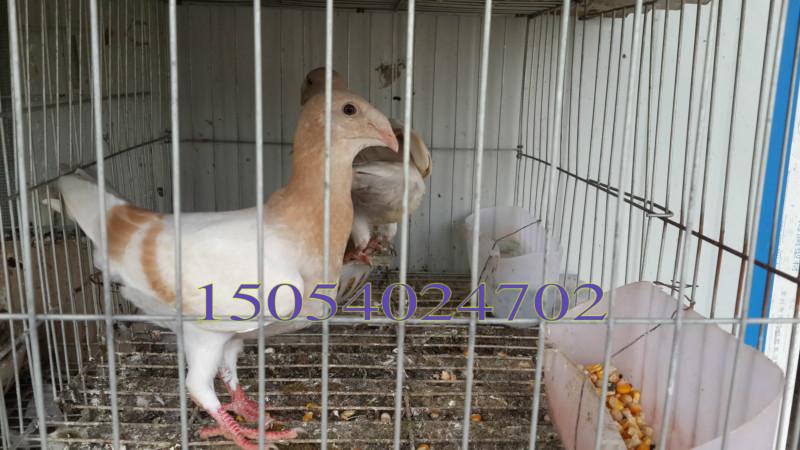 供應(yīng)上海觀賞鴿出售毛領(lǐng)鴿鳳尾鴿等品種