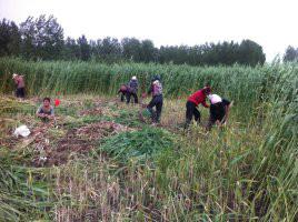 供應(yīng)河北白洋淀蘆葦苗蘆葦種植微山蘆葦