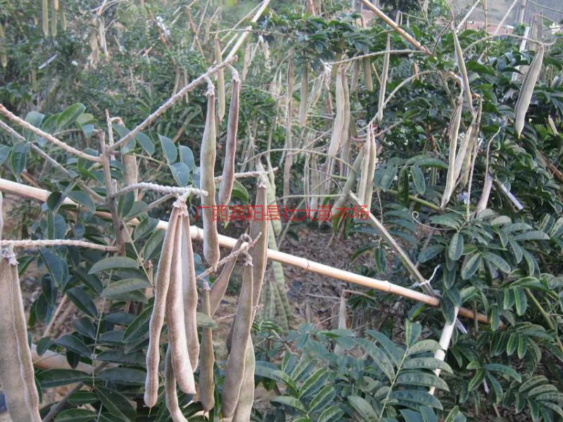 牛大力好種苗圖片/牛大力好種苗樣板圖 (4)