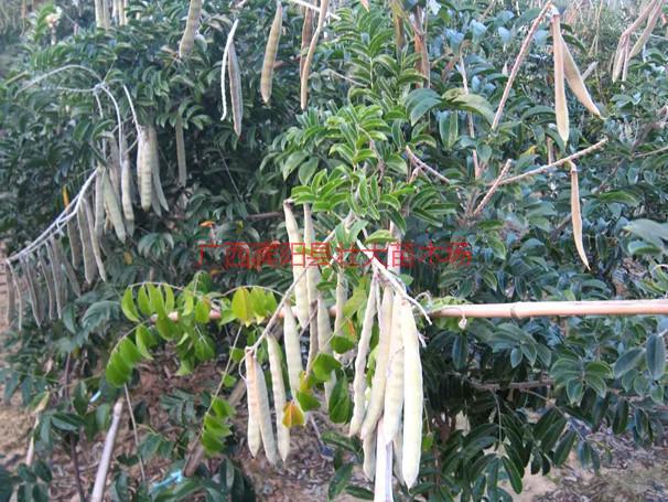 牛大力好種苗圖片/牛大力好種苗樣板圖 (3)