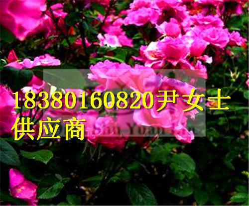 供應薔薇-薔薇產(chǎn)地-薔薇價格-四川薔薇苗圃基地