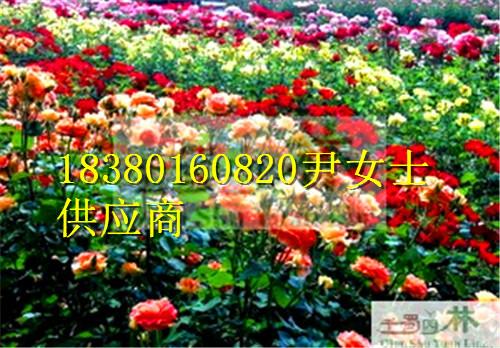 供應薔薇-薔薇產(chǎn)地-薔薇價格-四川薔薇苗圃基地
