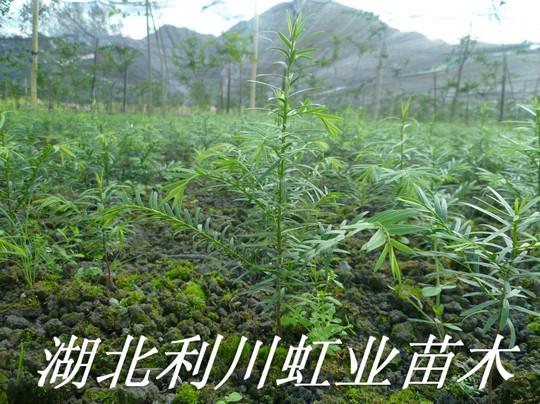 供應(yīng)紅豆杉樹苗/1米以上南方紅豆杉樹苗
