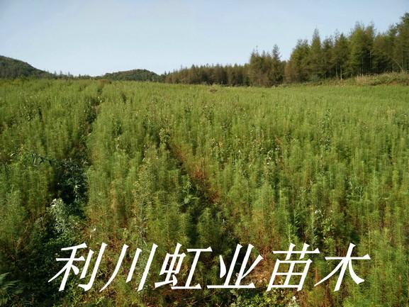 供應(yīng)落葉松苗/日本落葉松樹(shù)苗/30cm以上落葉松樹(shù)苗