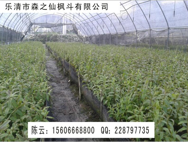 供應鐵皮石斛是養(yǎng)生*的選擇