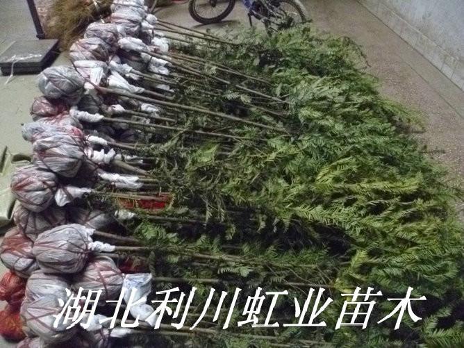 供應(yīng)紅豆杉樹苗/1米以上南方紅豆杉樹苗