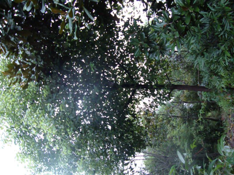 供應(yīng)重慶花卉苗木基地出售棕竹