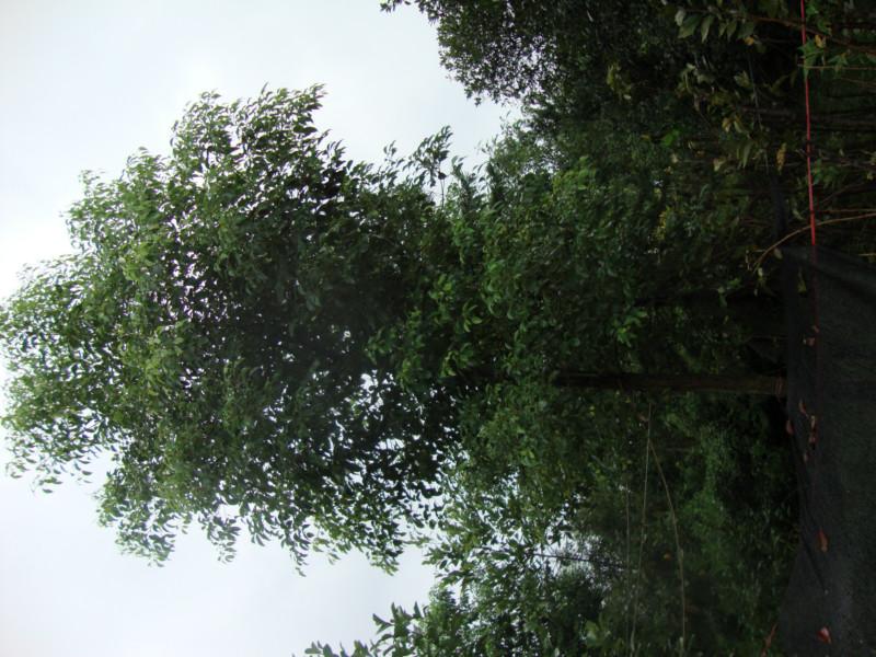 供應(yīng)重慶花卉苗木基地批發(fā)出售香樟