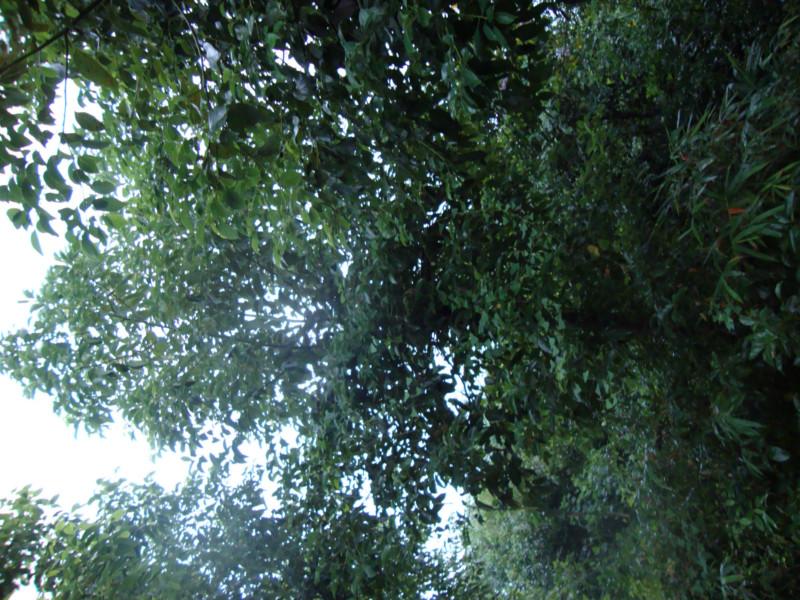 供應(yīng)重慶花卉苗木基地出售棕竹