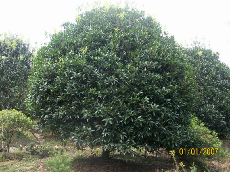 供應(yīng)重慶苗木批發(fā)基地出售桂花