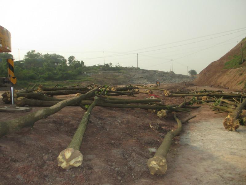 供應重慶刺桐的的種植基地