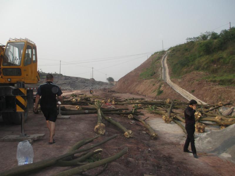 重慶刺桐的的種植基地圖片