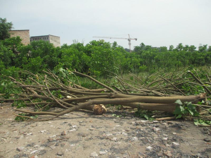 供應重慶刺桐的的種植基地