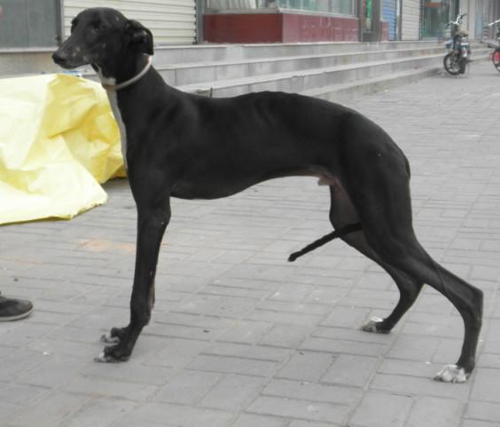 供應重慶格力犬