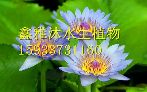供應(yīng)盆栽睡蓮銷售，*安新縣鑫雅沐水生植物種植合作社
