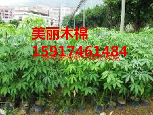 南方菩提榕種苗價(jià)格圖片