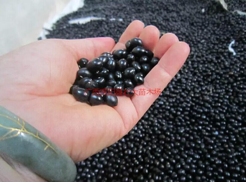 供應(yīng)賓陽(yáng)的山豆根苗