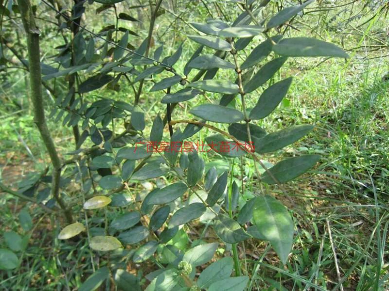 供應(yīng)賓陽的山豆根的苗