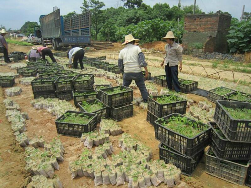 供應(yīng)南寧好好牛大力苗